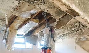 Reliable Morehead, KY Mold Removal Solutions